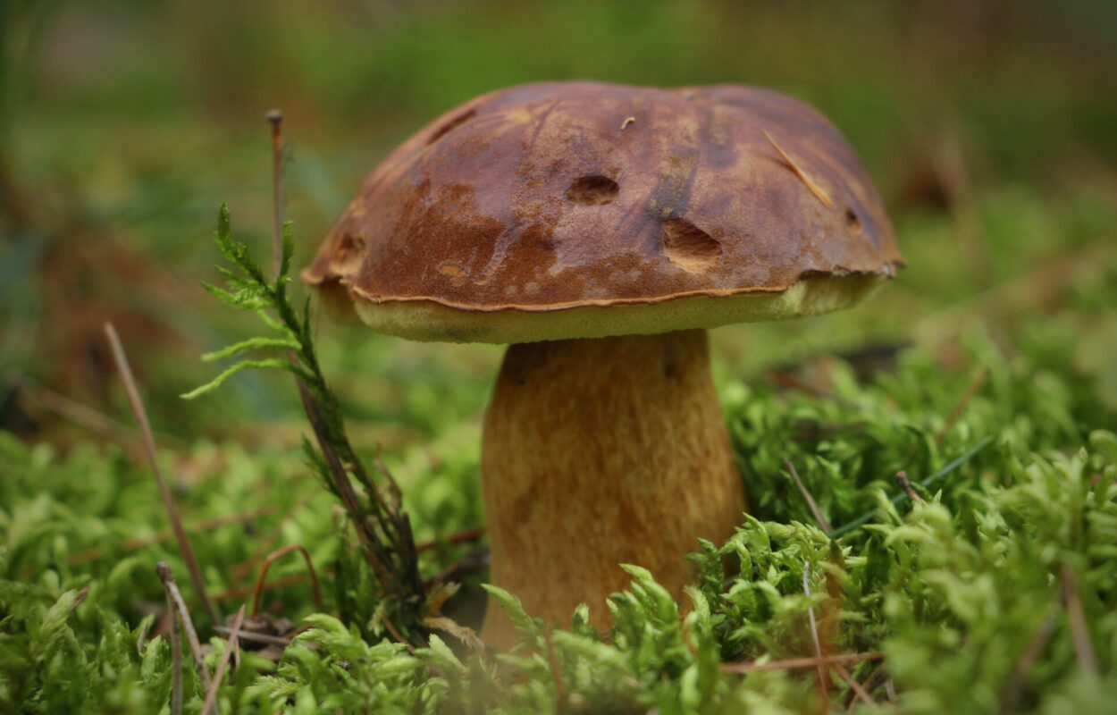 Paddenstoelen zoeken