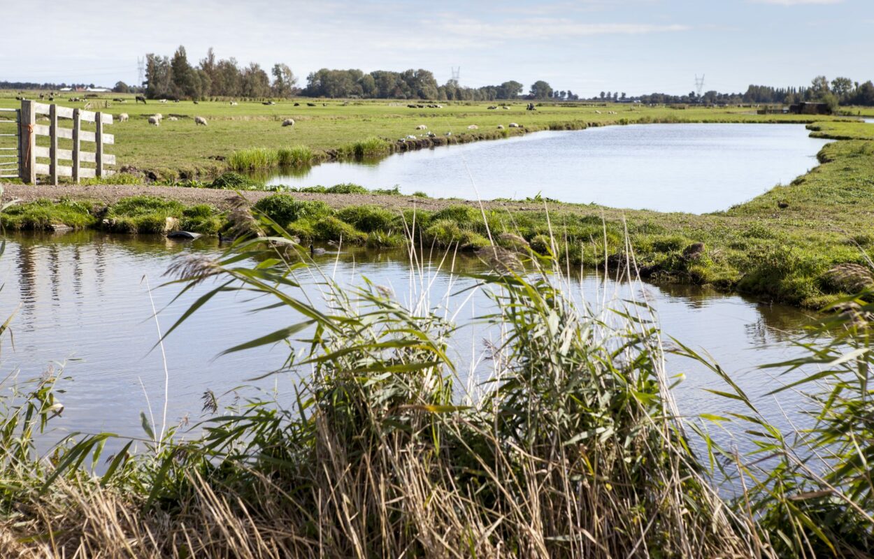 Wandelroute De Rijp voert je door prachtig polderlandschap