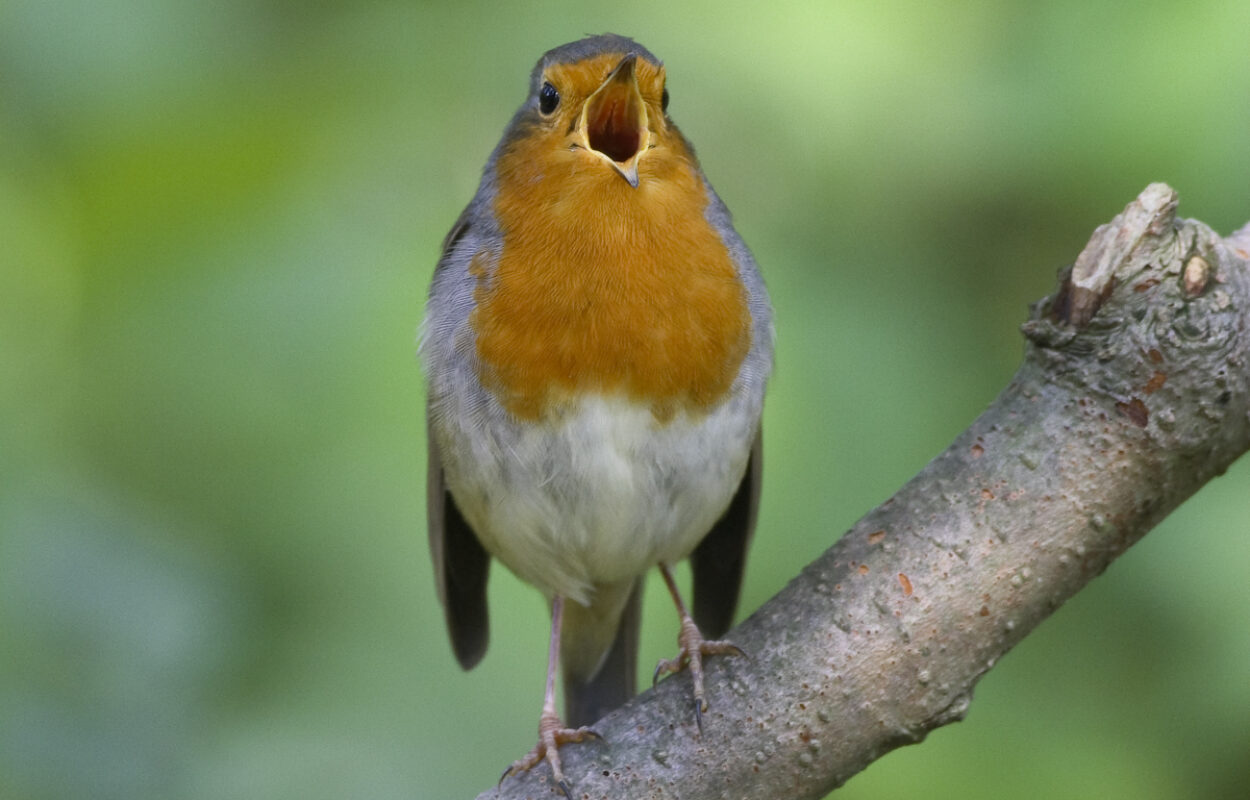 Zingende roodborst. Foto: Mark Kras