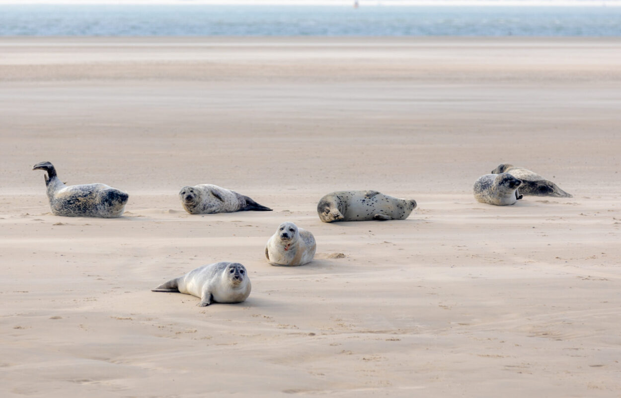 Zeehonden op Texel