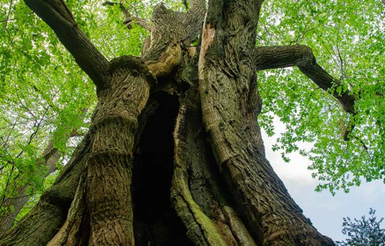 De dikste boom van Nederland staat in Berg en Dal bij Nijmegen.