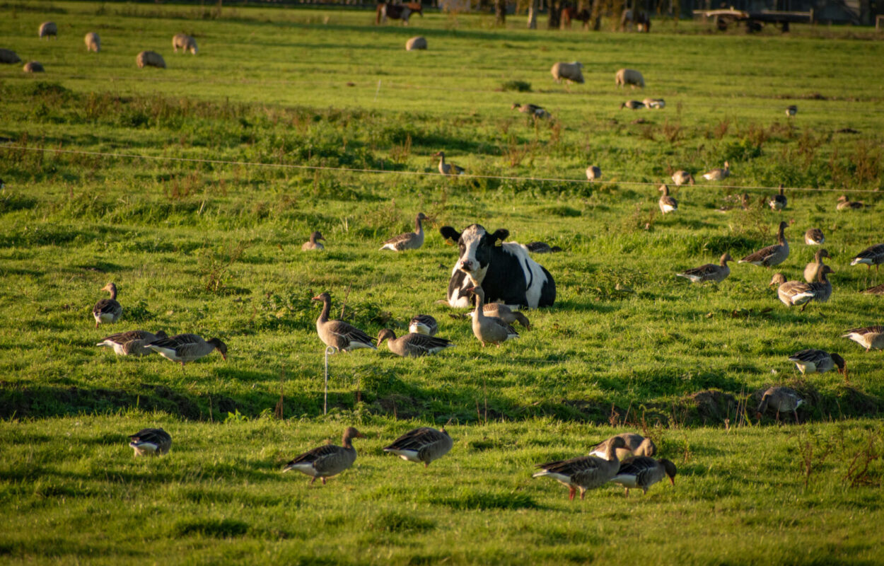 Dutch cow surrounded by geese in a pasture at sunset Dutch cow surrounded by geese in a pasture at sunset