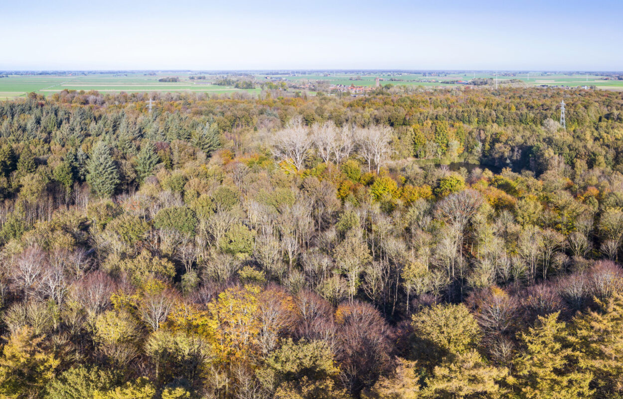 Kuinderbos in herfstkleuren (Flevoland)