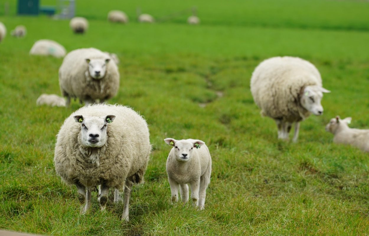 Texel: tips om te doen op hét schapeneiland