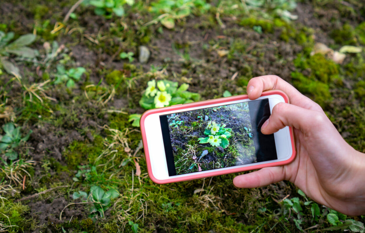 bagageruimte Dijk verwijderen Met deze apps kun jij planten onderweg herkennen - Toeractief