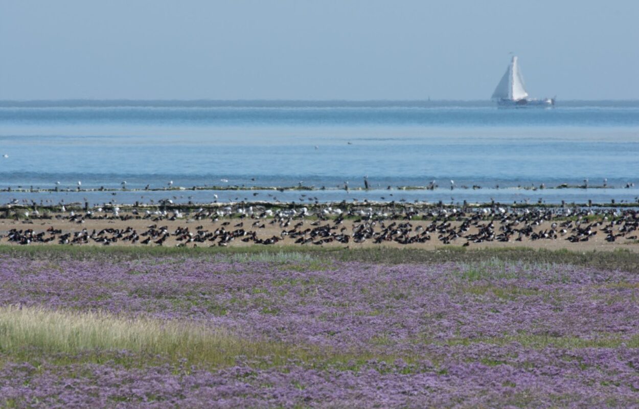 Nederlandse landschappen: kleigrond. Hier vind je weer een unieke flora en fauna - Toeractief