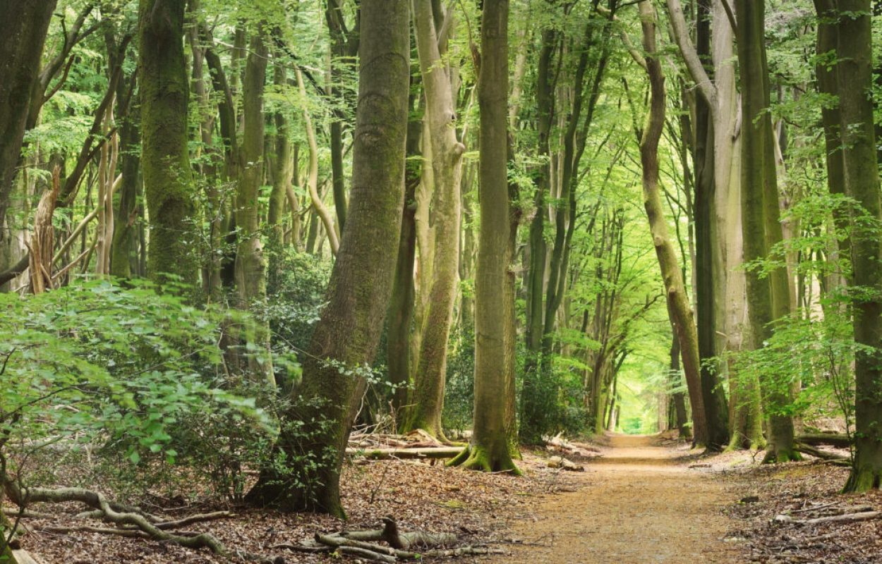 solowandelen in de natuur