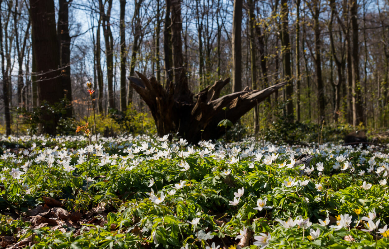 Bosanemonen in het Haagse Bos