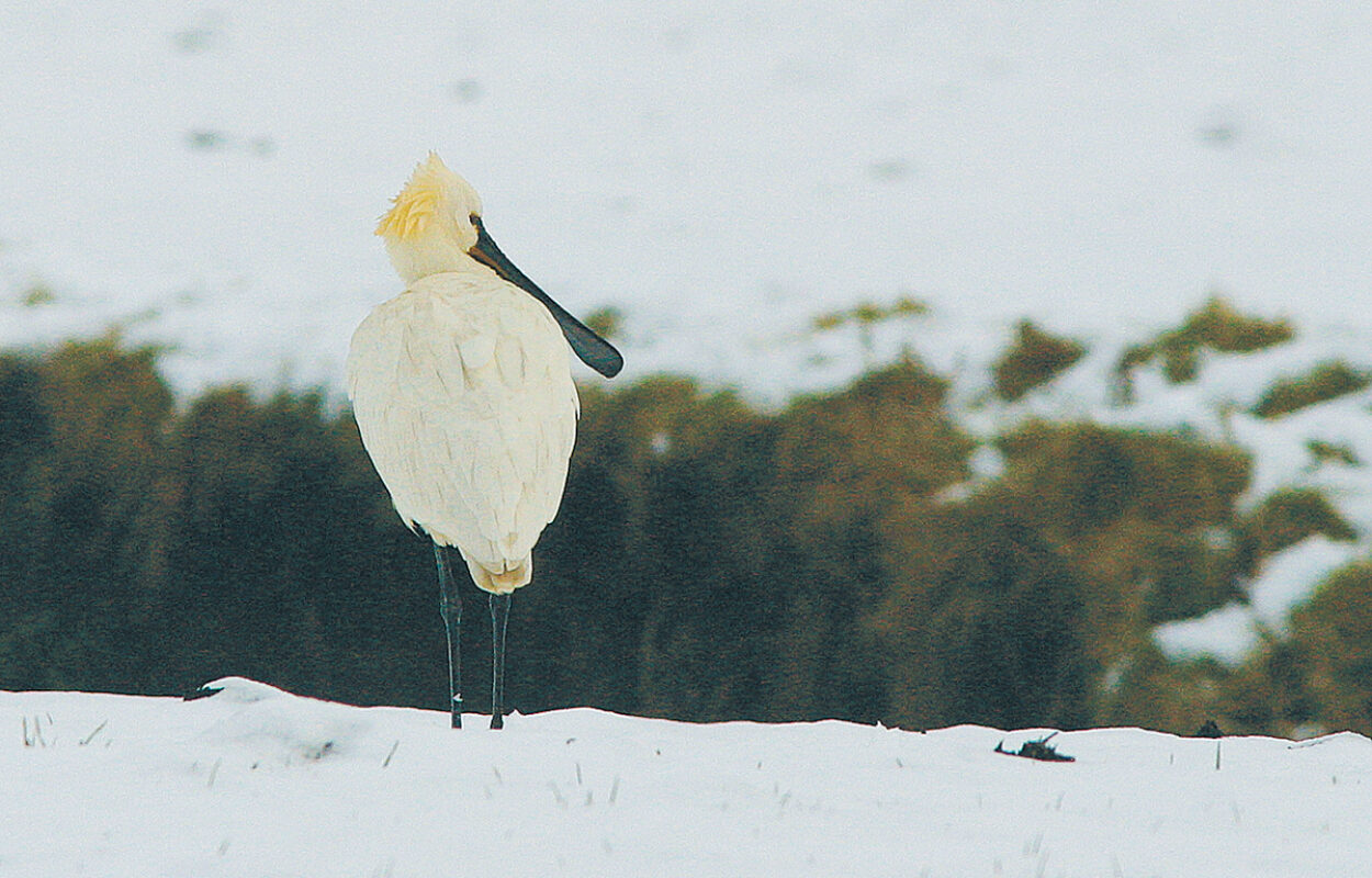 Lepelaar in de sneeuw