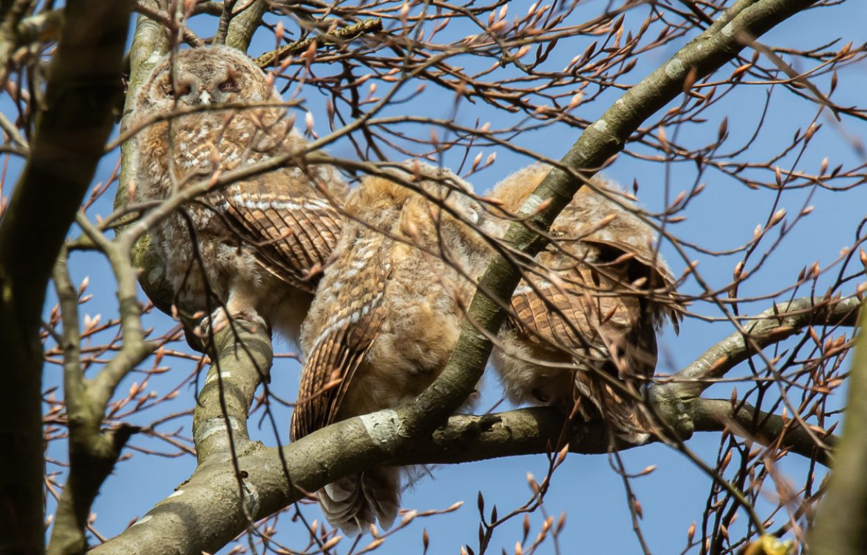 Bosuilen in het Haagse Bos