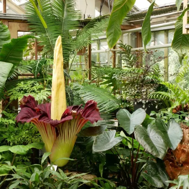 REUZENPLANT IN BLOEI 🌺

Heb jij wel eens een reuzenpenisplant gezien? Hier is 'ie. En je kunt hem maar een dag of twee live in vol ornaat bekijken. Het goede nieuws: deze Sumatraanse reuzenaronskelk (Amorphophallus titanum) bloeit op dit moment in de Hortus botanicus in Leiden! Vanaf 25 juni ongeveer verwelkt hij weer. Met een vaartje naar deze indrukwekkende jongen dus.

Iets minder sexy detail: het is een aasbloem, wat betekent dat hij een penetrante geur van rottend vlees verspreidt om zijn bestuivers aan te trekken. De lucht in de tropische kassen van de Hortus is dus tijdelijk minder zoet en fris dan je zou verwachten, maar het unieke kijkje waard voor de echte liefhebbers van bijzondere planten..

Foto: Hortus Leiden

#toeractief #hortusbotanicusleiden #planten #bloei
