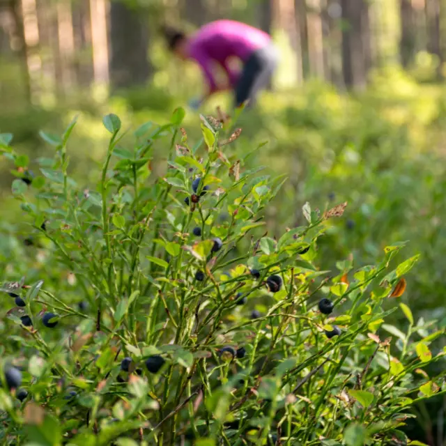 NIEUW: ONZE BUITENBELEVENISSEN 🌿 

Ga je écht mee de natuur in? Op zondag 6 juli gaan we op Being Nature Experience met Tim en Leah van @inhetwilde: twee natuur(ver)kenners die per kano, zwemmend of te voet eetbare planten ontdekken en je weer één laten voelen met de natuur. Ben je abonnee, kom dan samen buiten beleven! 

Tijdens deze ervaring ontvangen Tim en Leah jullie in de prachtige Drentse bossen bij Grolloo. We gaan op pad om de omgeving te voelen, de natuur in te ademen en weer bewust onderdeel te zijn. Dat betekent wildplukken, krachtige planten, dierensporen en uitrusten rond het vuur. Weer bewust onderdeel worden waar we eigenlijk al deel van zijn. Gebruik de natuur en haar wijsheid, proef van recepten uit het bos en ervaar de elementen. Het wordt een heerlijke middag buiten!

Wil je mee? Klik op de link in bio en geef je op! Je mag ons ook altijd een berichtje sturen bij vragen (hier of via redactie@toeractief.nl). We ontmoeten je graag persoonlijk!

#toeractief #toeractiefmagazine #bewustbuitenbeleven #inhetwilde